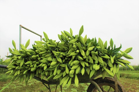 Hoa Loa kèn