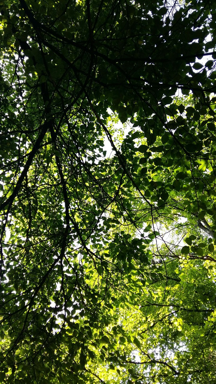 Trees