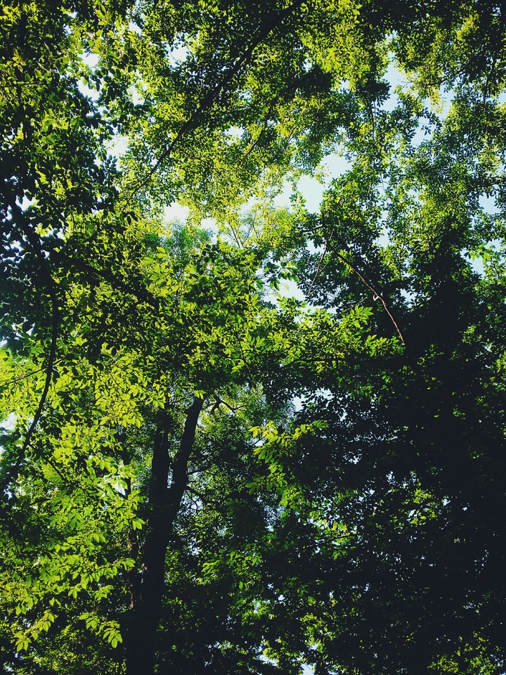 Trees