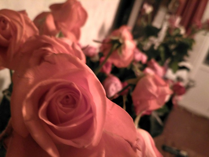 pink rose