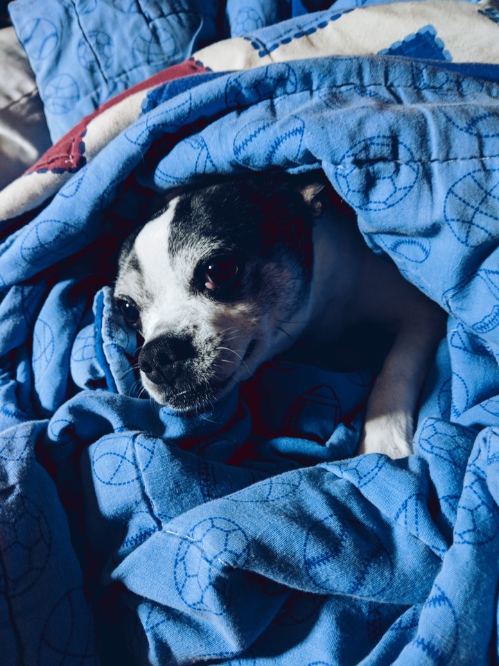 bella