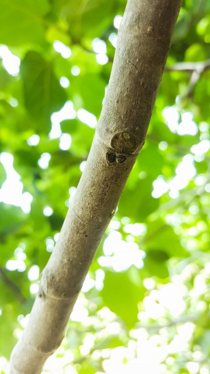a branch