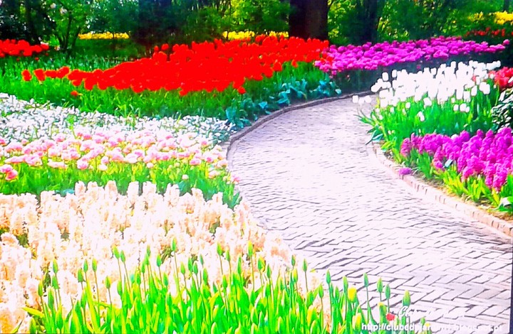 Camino con jardines