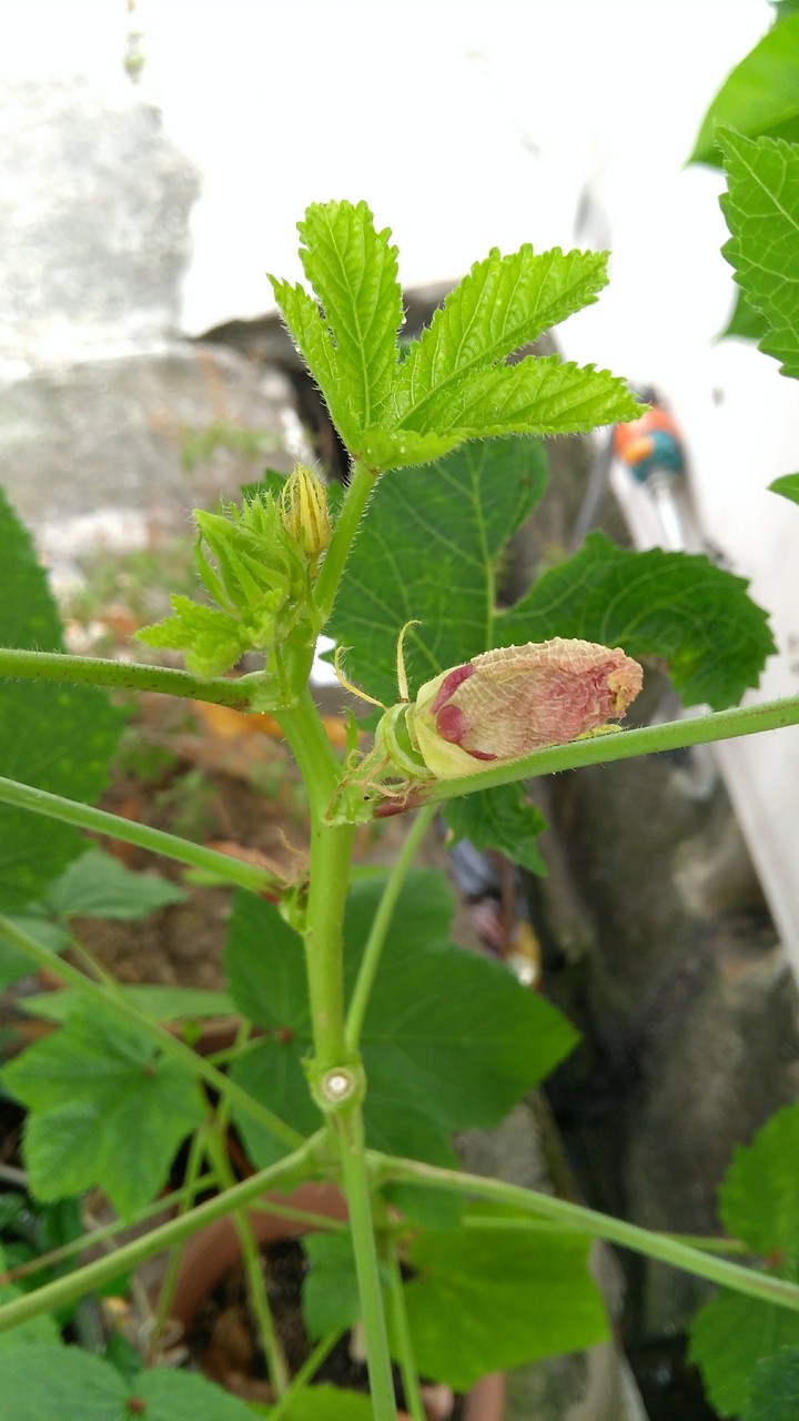 Okra