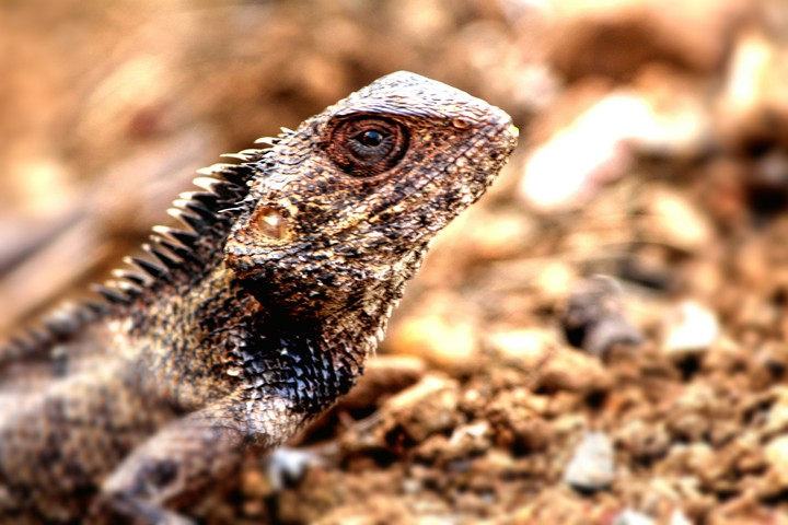 Lizard