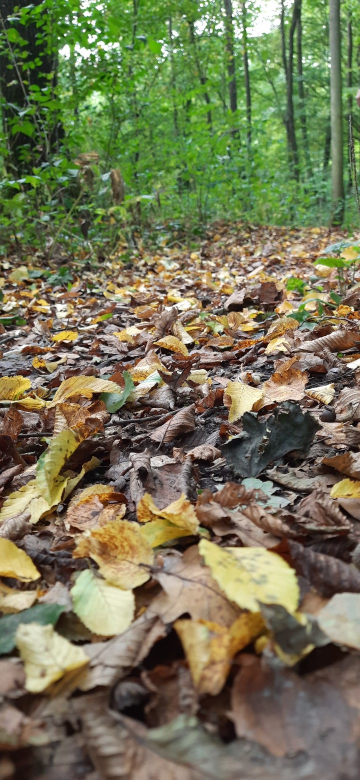autumn in forest