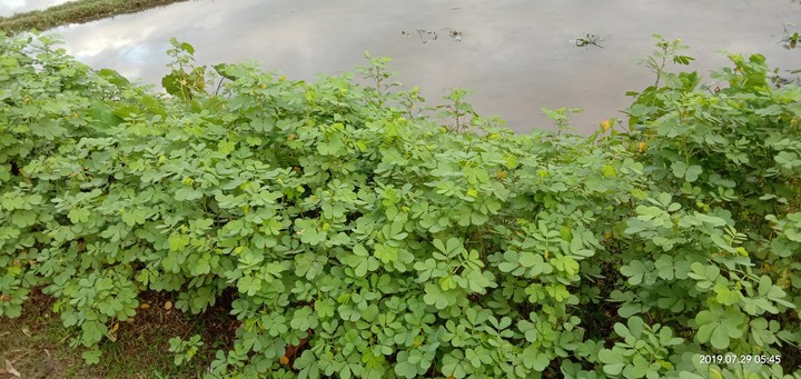 no edit ... greens?