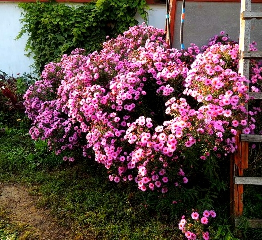 Хз как цветы называются, но фотка зачетная.