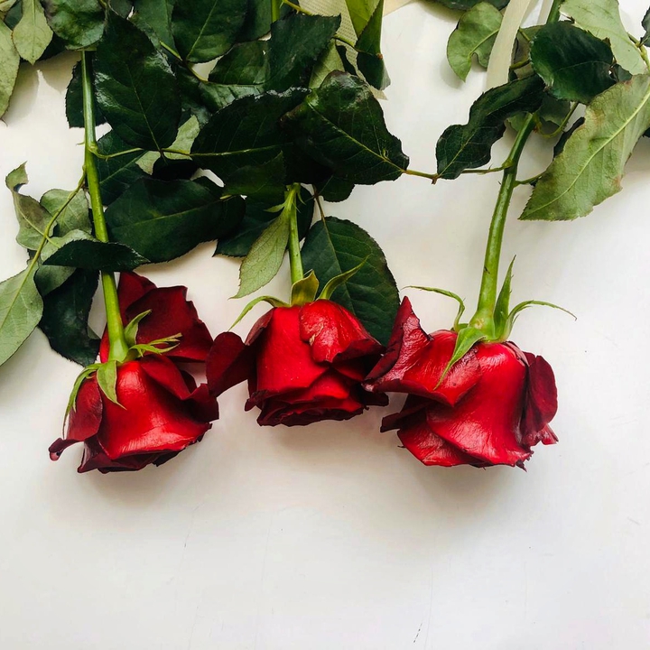rose