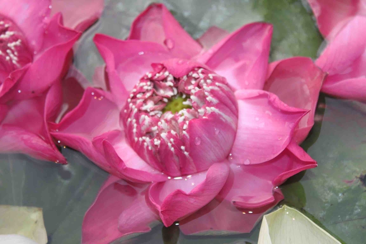 Thai Flower