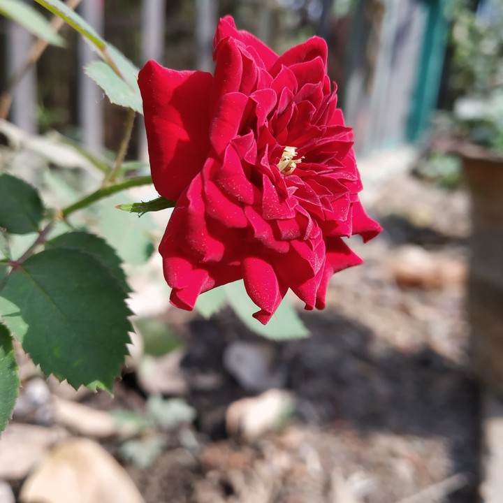 nature love