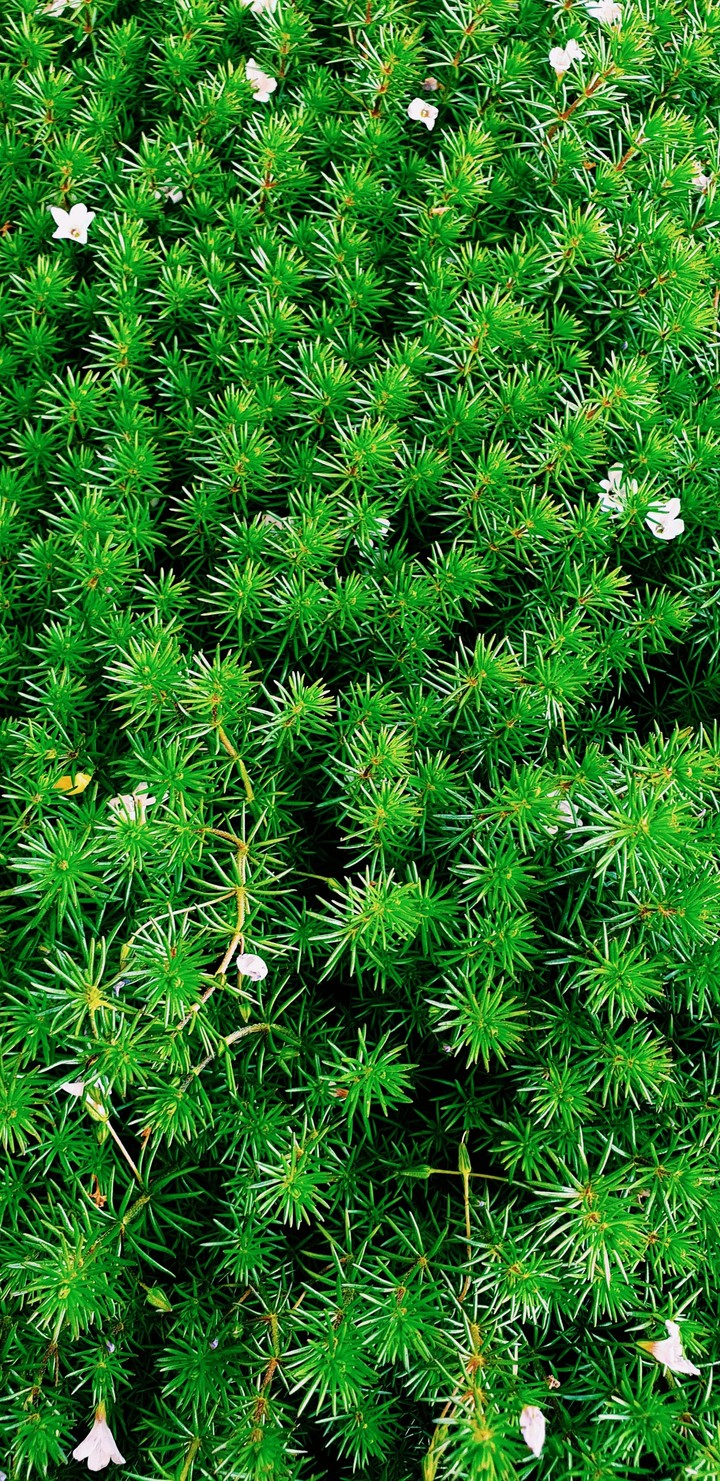 small plant