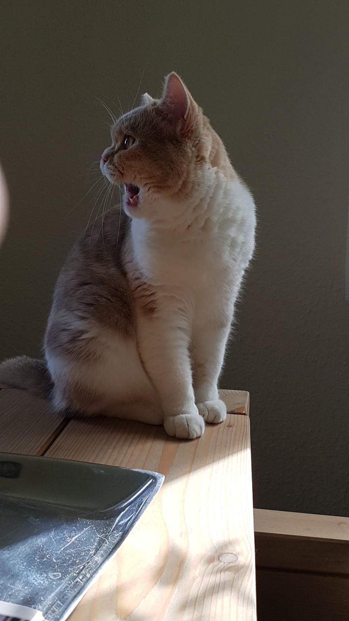 Katze