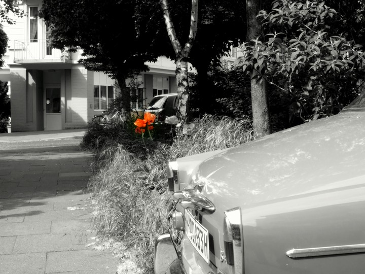 1950 Flower