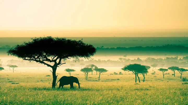 savana