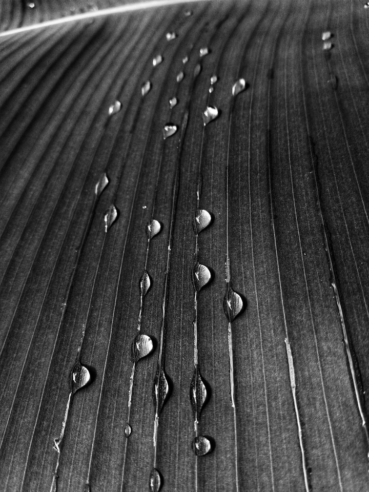 Tropical Rain drops on the leaves of Banana plant.