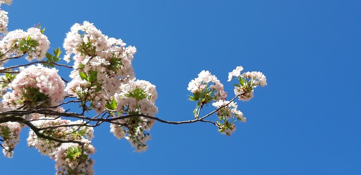 spring