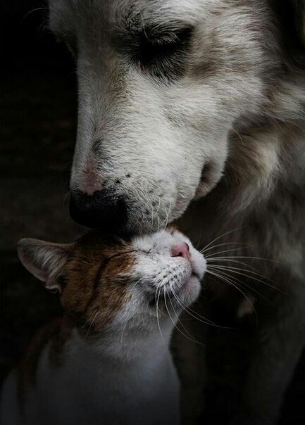 friends