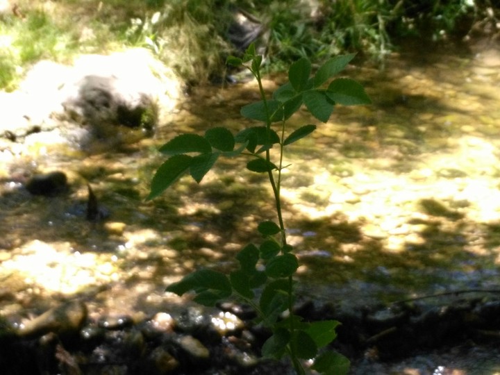 water