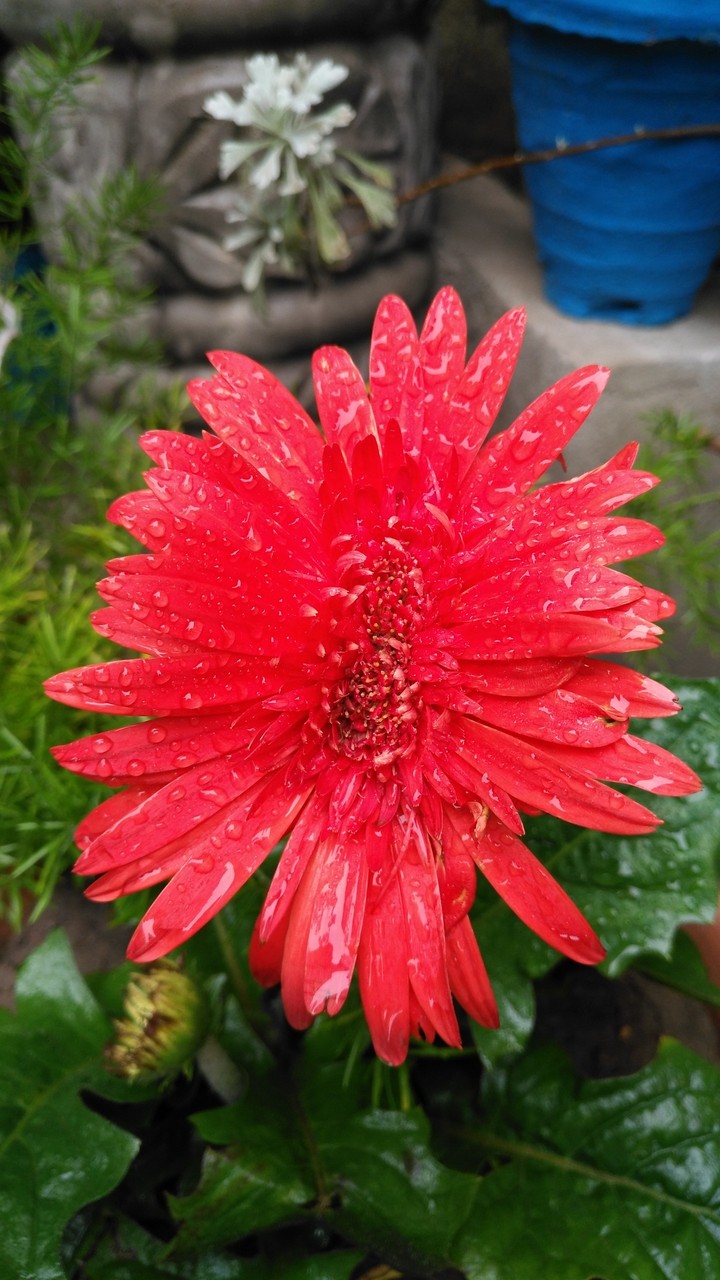 kamiii shah