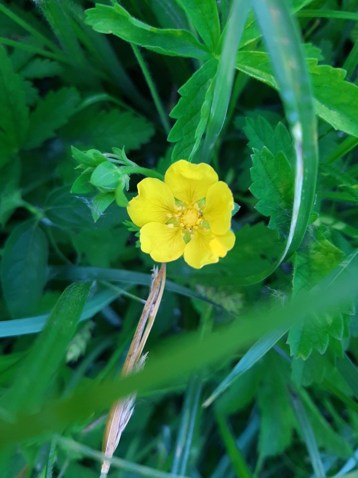 yellow