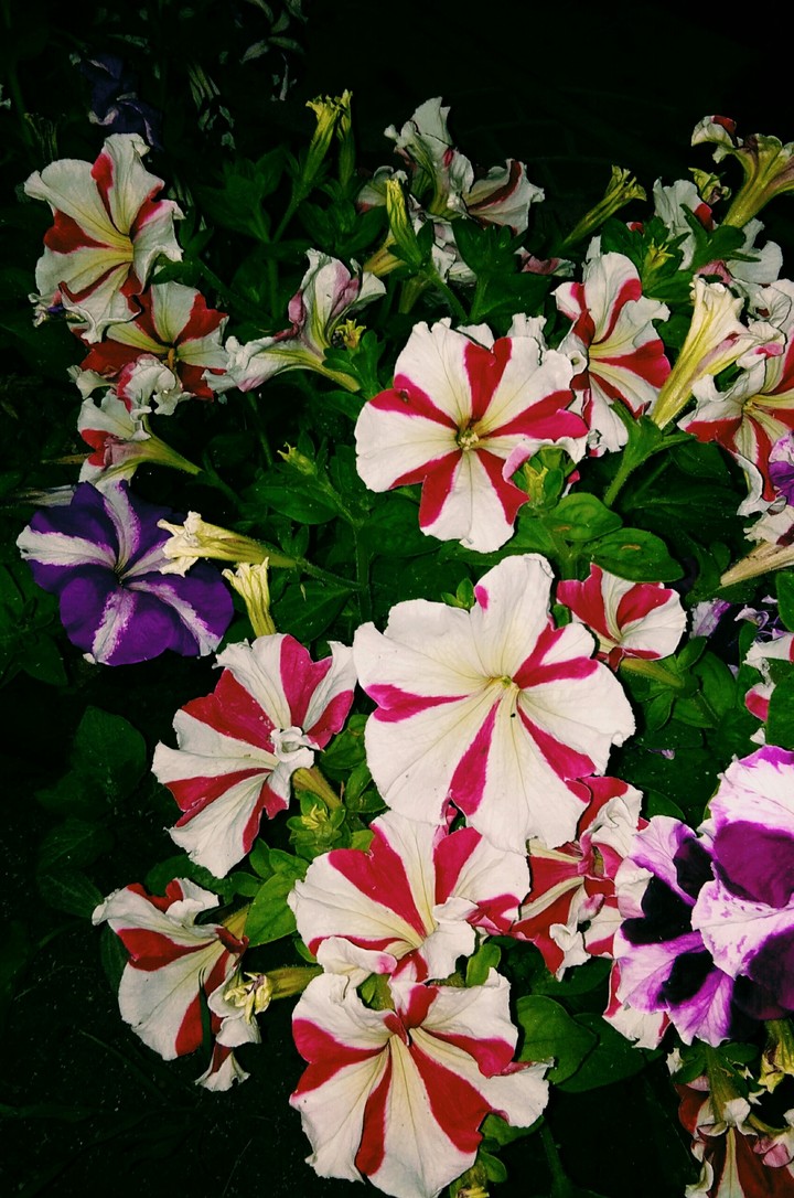 Flowers..❤