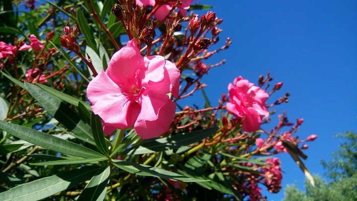 flower