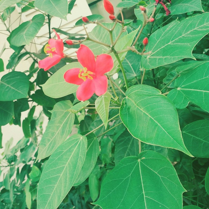 bloom