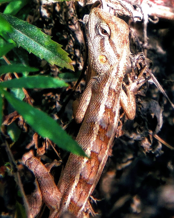 chameleon..