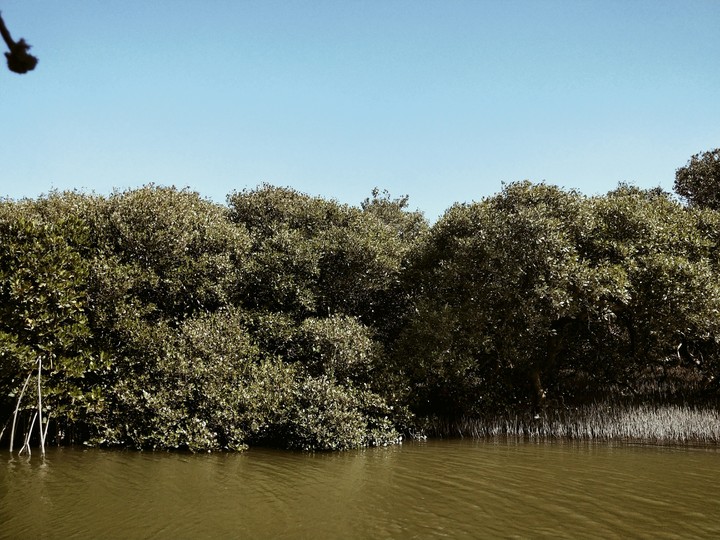 mangrove forest