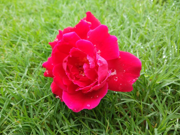 flower rose