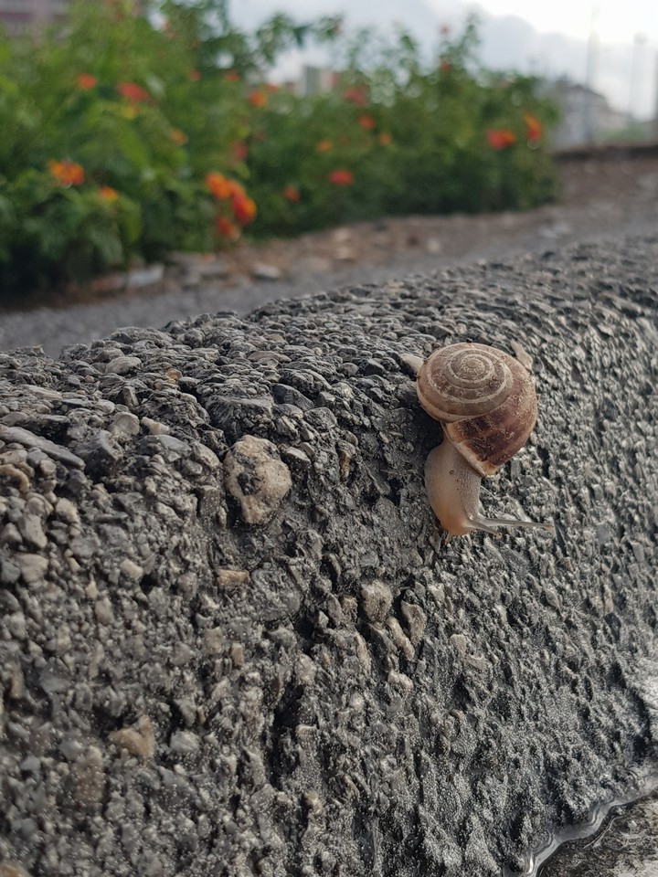 What a snail