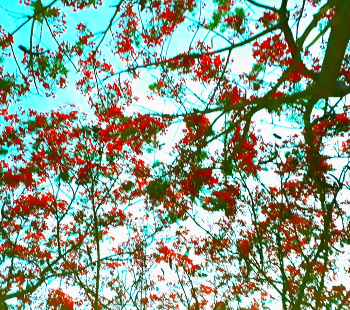 Red Blends with Blue