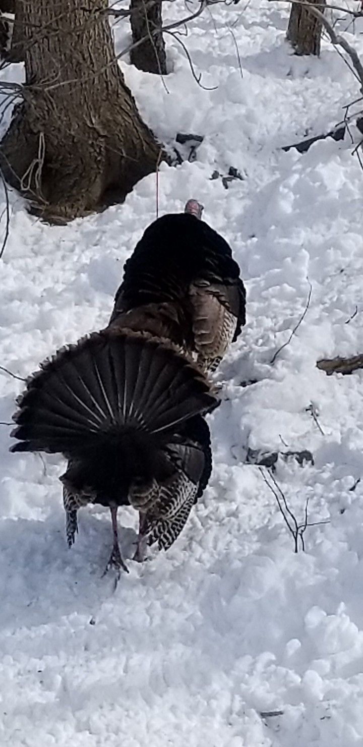 what's for dinner