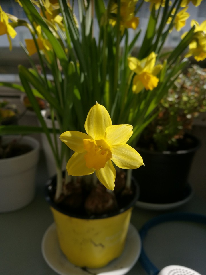 Daffodil