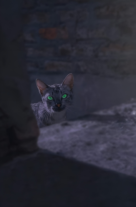 nice cat