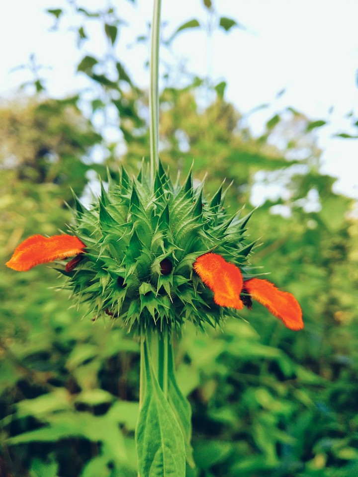 flower