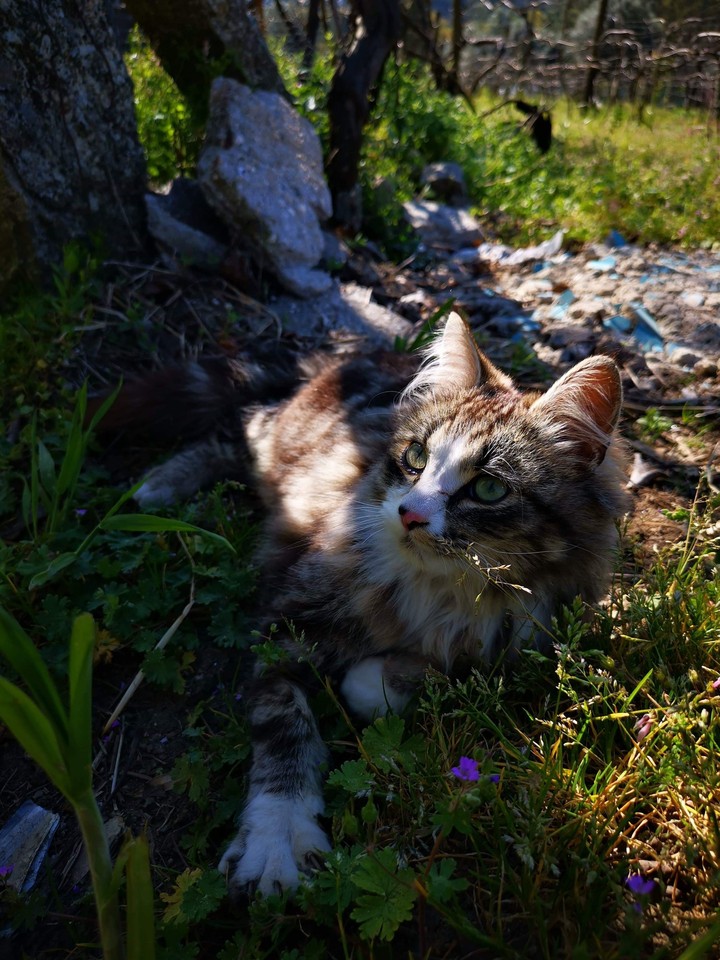 lovely cat