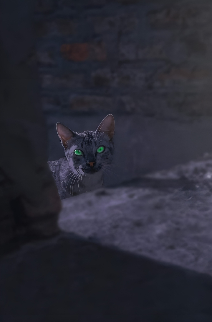 nice cat
