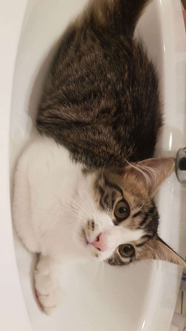 neko ?
