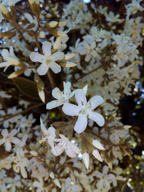 beauty of nature