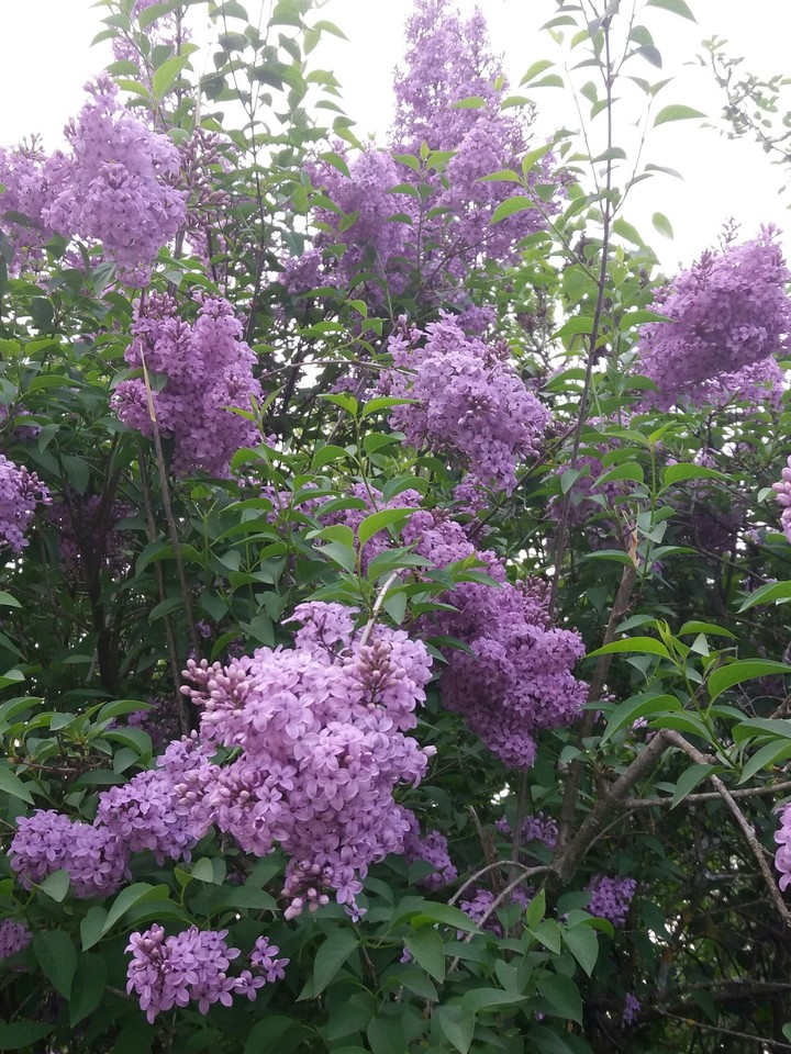 liliac