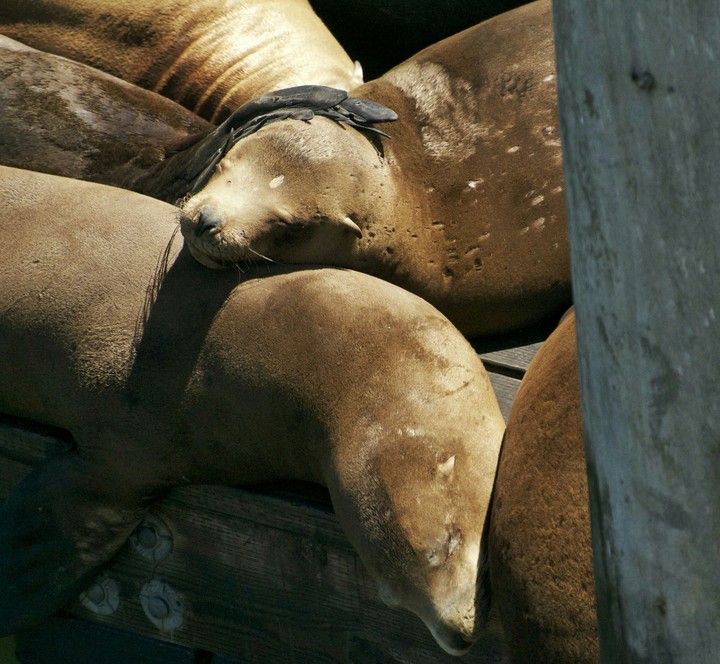 seals