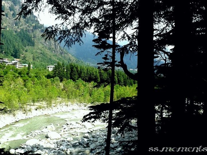 forest