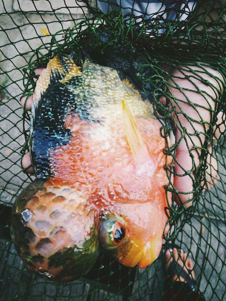 Trà Sữa Fishing