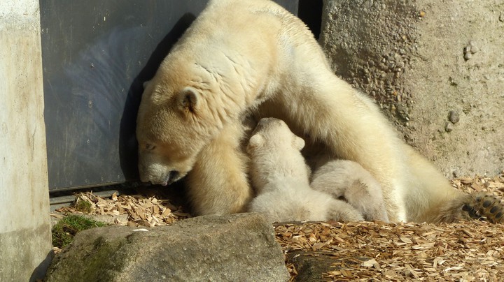 Tierpark Hellabrunn 2014