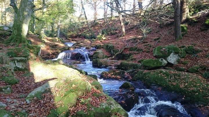 Autumn river