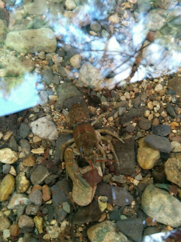 가재