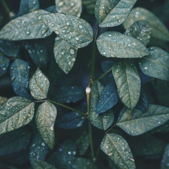 Green leaves
