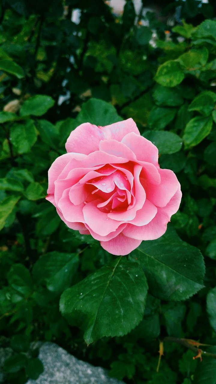 Pink Rose